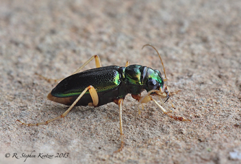 Tetracha virginica